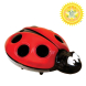 Нічний світильник Dreambaby Ladybug