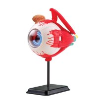 Модель очного яблука Edu-Toys збірна, 14 см
