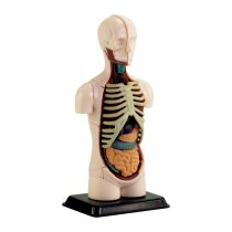 Модель тулуба людини Edu-Toys збірна, 12,7 см