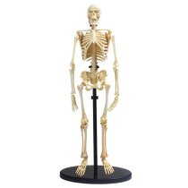 Модель скелета людини Edu-Toys збірна, 24 см
