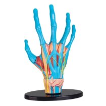Модель руки Edu-Toys збірна, 16,5 см
